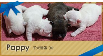 Pappy 子犬情報